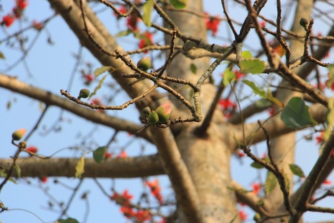 Mùa hoa gạo nở rộ vào tháng 3 ở xứ Huế