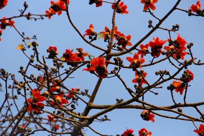 Mùa hoa gạo nở rộ vào tháng 3 ở xứ Huế