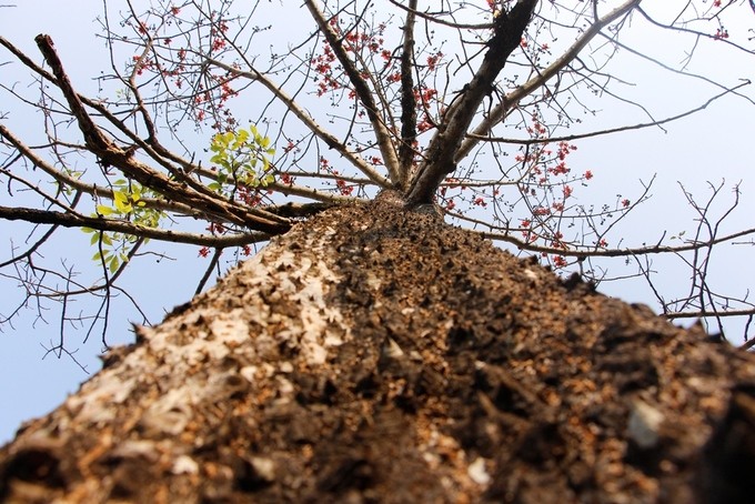 Mùa hoa gạo nở rộ vào tháng 3 ở xứ Huế