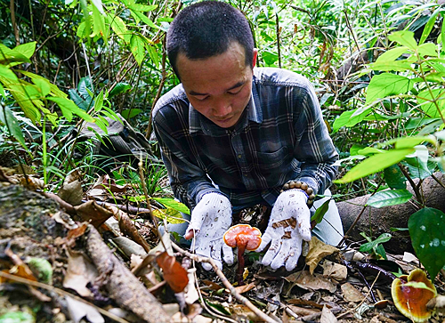 'Săn' nấm lim xanh giá vài triệu đồng một kg ảnh 1