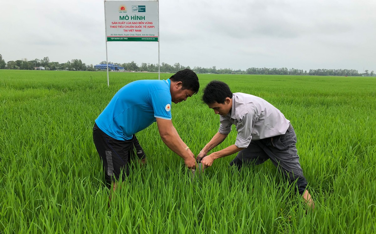 Lộc Trời sản xuất thành công lúa đạt tiêu chuẩn xuất khẩu sang Mỹ.