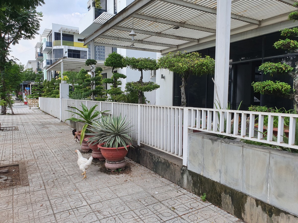 Biệt thự chục tỷ tại khu đô thị của Kiến Á chỉ để... nuôi gà ảnh 5