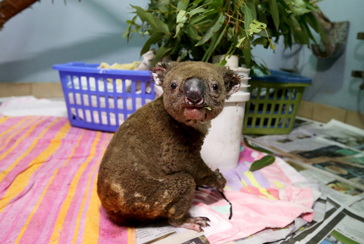 Sinh vật ở Úc vật lộn với thảm họa cháy rừng ảnh 7