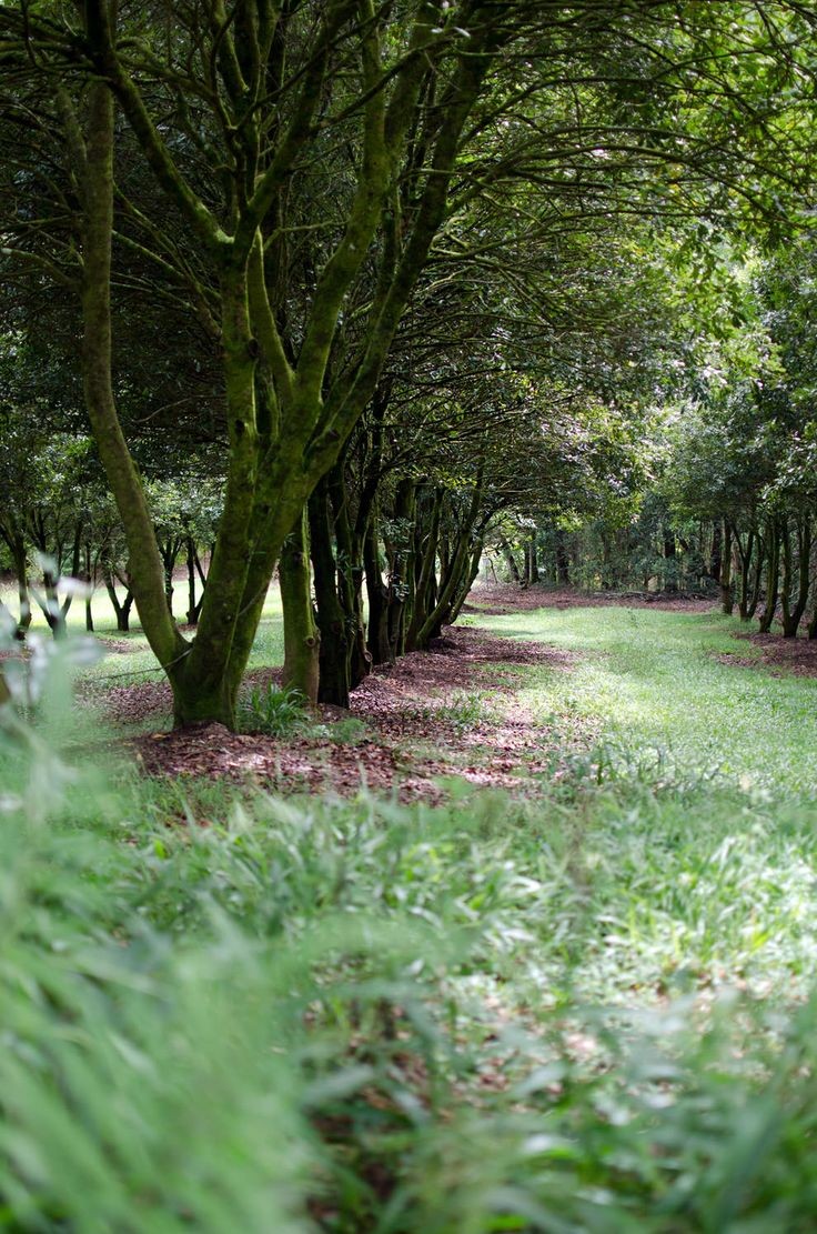 Mắc ca: Nữ hoàng của các loại hạt khô ảnh 1