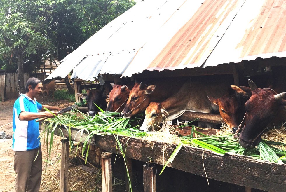 Tín dụng chính sách luôn song hành với hộ nghèo, cận nghèo và đồng bào dân tộc thiểu số tại Tây Nguyên ảnh 1
