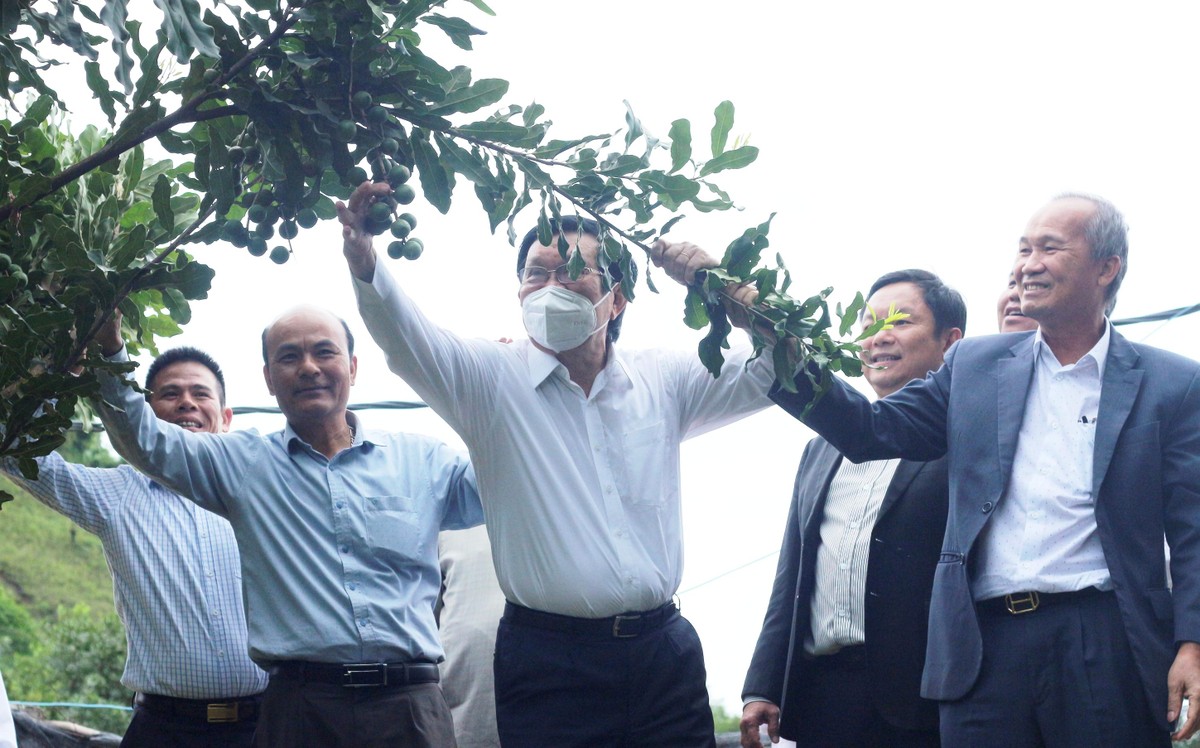 Nguyên Chủ tịch nước Trương Tấn Sang và Chủ tịch Hiệp hội mắc ca Việt Nam Dương Công Minh tham quan mô hình trồng mắc ca cho doanh thu tiền tỉ tại Thành phố Điện Biên Phủ, tỉnh Điện Biên