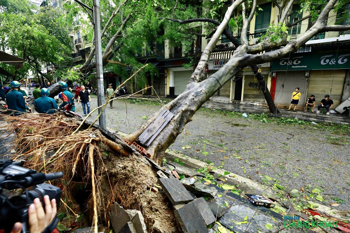 Một xanh bị bật gốc, chắn ngang đường trên phố Ngô Quyền, quận Hoàn Kiếm