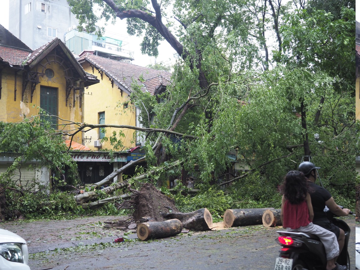 Hàng loạt quán cafe trên phố Phan Đình Phùng nghỉ bán vì bị cây đổ chắn ngang cửa