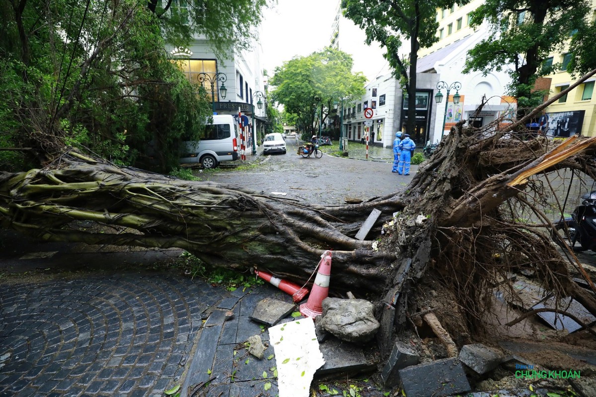 Một cây cổ thụ đổ rạp trên phố Lý Thái Tổ, cạnh khách sạn Metropole khiến giao thông tê liệt nhiều giờ