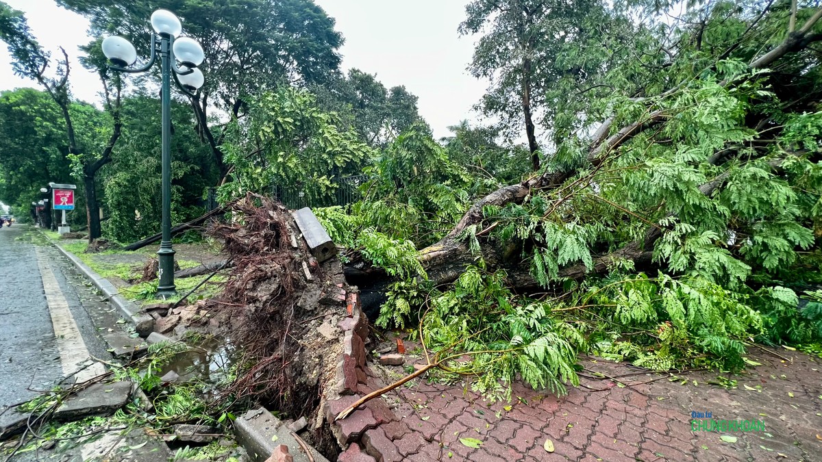 Cây xanh bật gốc làm hư hỏng gạch lát vỉa hè trên phố Lê Duẩn