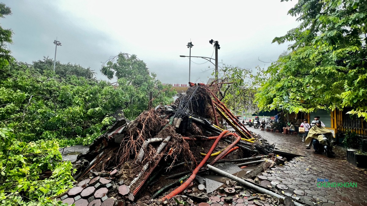 Dưới gốc cây xà cừ cổ thụ là nhiều đường dây cáp điện, viễn thông... chằng chịt