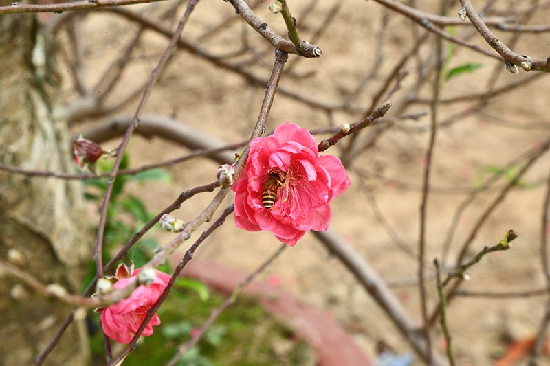 Người trồng đào lo mất Tết vì “mùa Đông không lạnh“ ảnh 10