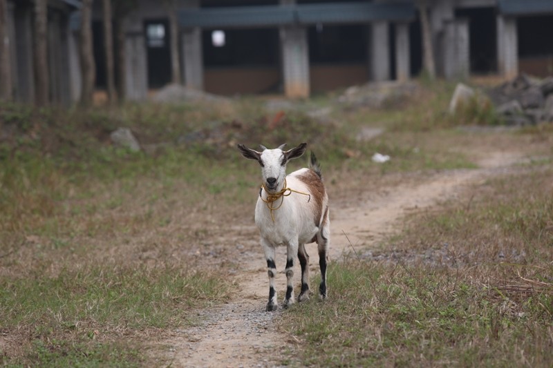Dê, trâu tung tăng gặm cỏ, nghỉ ngơi trong biệt thự ảnh 11
