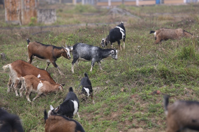 Dê, trâu tung tăng gặm cỏ, nghỉ ngơi trong biệt thự ảnh 4