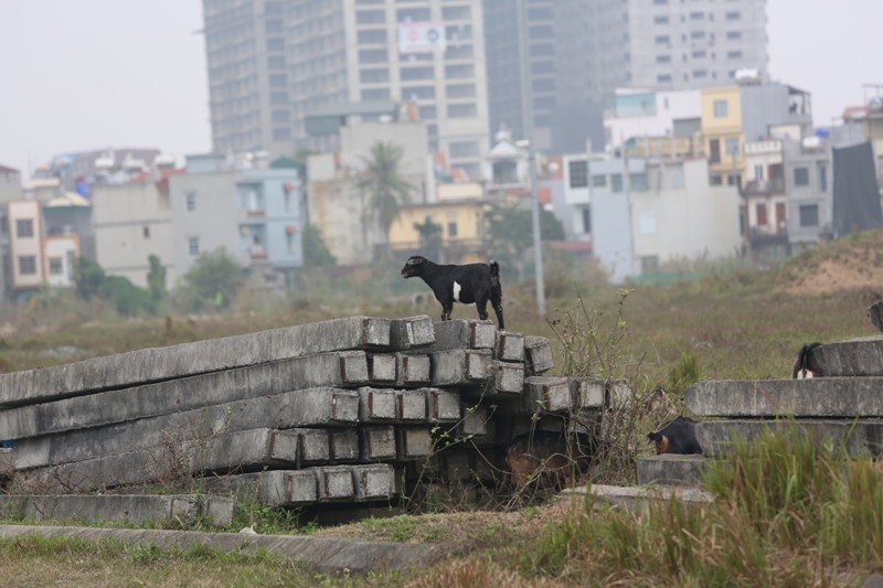 Dê, trâu tung tăng gặm cỏ, nghỉ ngơi trong biệt thự ảnh 5