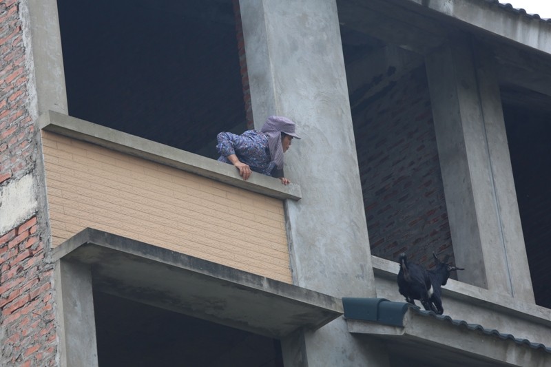 Dê, trâu tung tăng gặm cỏ, nghỉ ngơi trong biệt thự ảnh 8