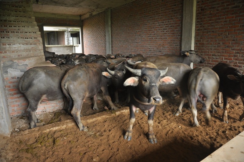 Dê, trâu tung tăng gặm cỏ, nghỉ ngơi trong biệt thự ảnh 10