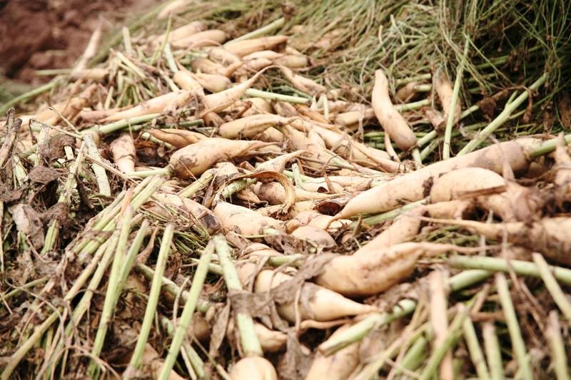 Rớt giá xuống còn 500 đồng/kg, củ cải bỗng hóa thành rác tại Hà Nội ảnh 7