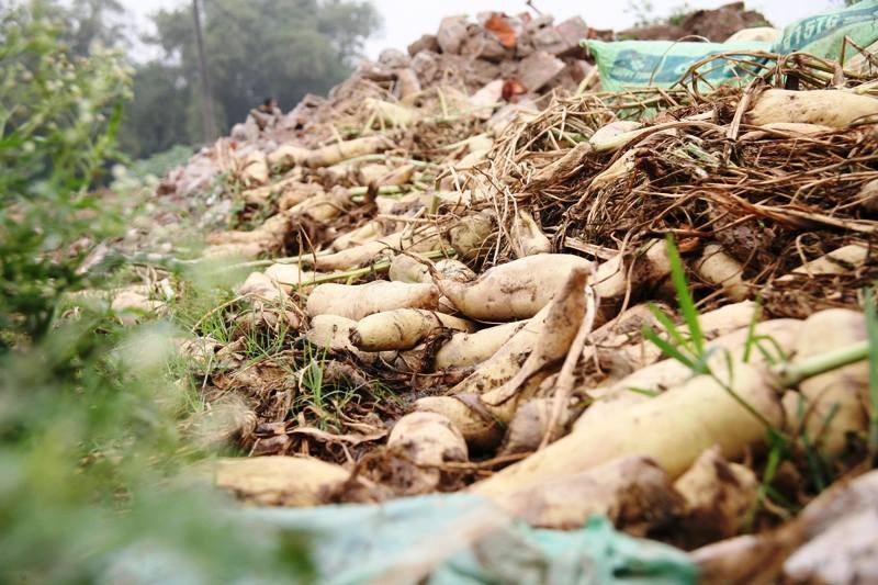 Rớt giá xuống còn 500 đồng/kg, củ cải bỗng hóa thành rác tại Hà Nội ảnh 8