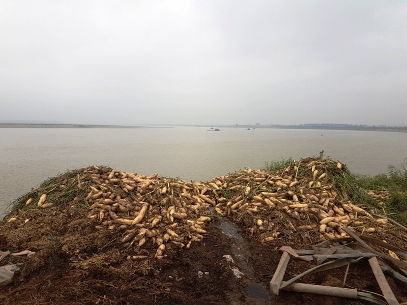 Rớt giá xuống còn 500 đồng/kg, củ cải bỗng hóa thành rác tại Hà Nội ảnh 11