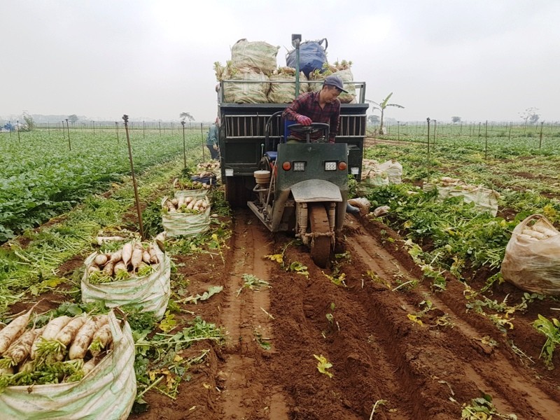 Rớt giá xuống còn 500 đồng/kg, củ cải bỗng hóa thành rác tại Hà Nội ảnh 9