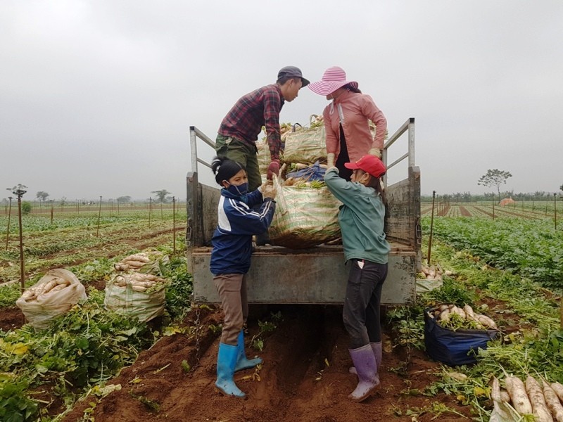 Rớt giá xuống còn 500 đồng/kg, củ cải bỗng hóa thành rác tại Hà Nội ảnh 10