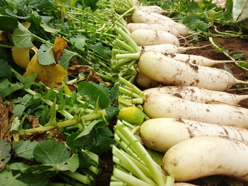 Rớt giá xuống còn 500 đồng/kg, củ cải bỗng hóa thành rác tại Hà Nội ảnh 2