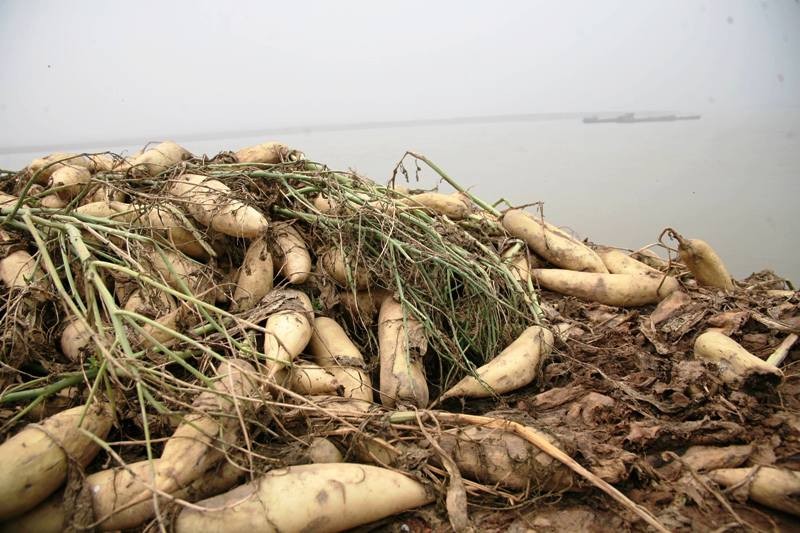 Rớt giá xuống còn 500 đồng/kg, củ cải bỗng hóa thành rác tại Hà Nội ảnh 6