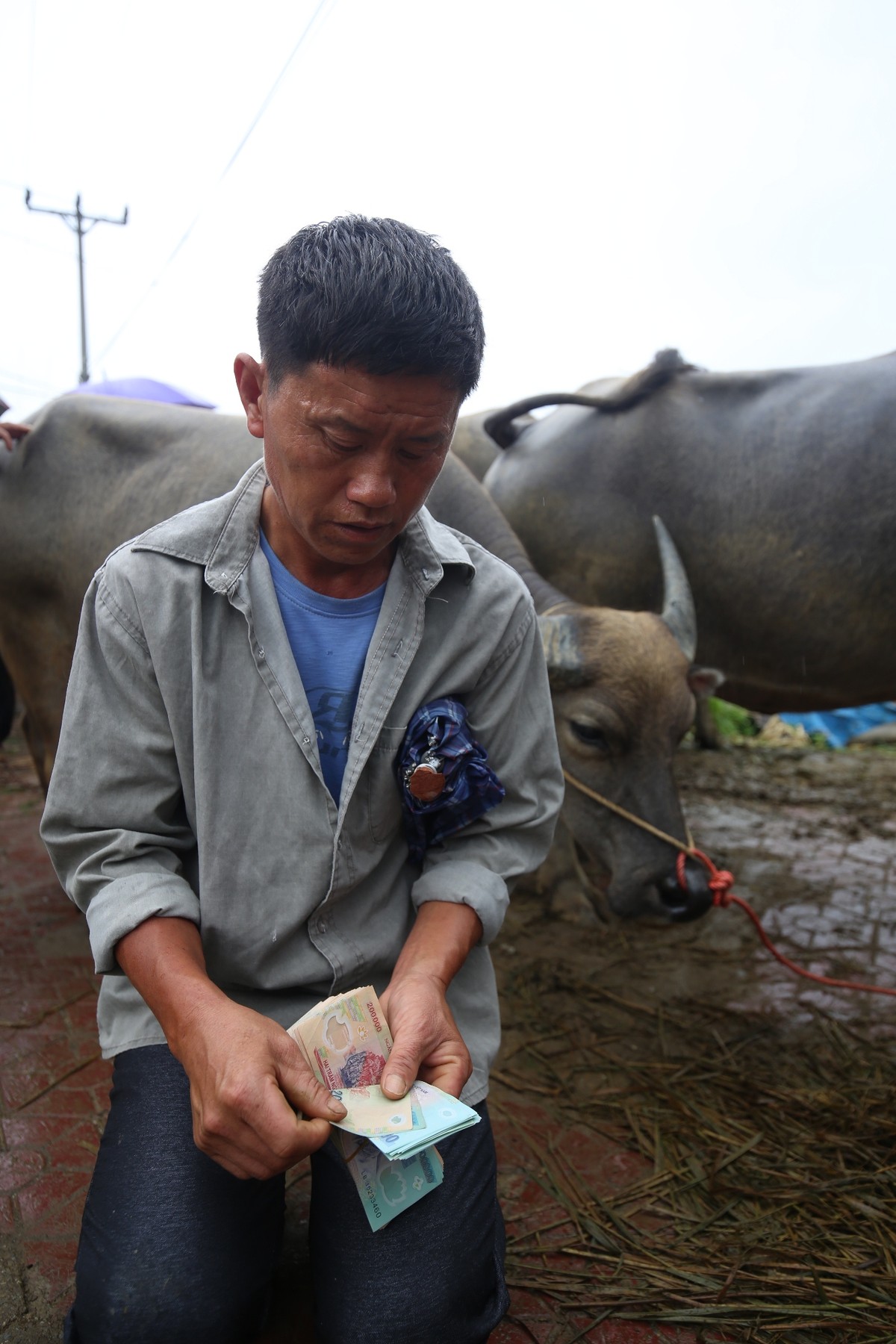 Trải nghiệm “sàn giao dịch” trâu lớn nhất Bắc Hà  ảnh 9