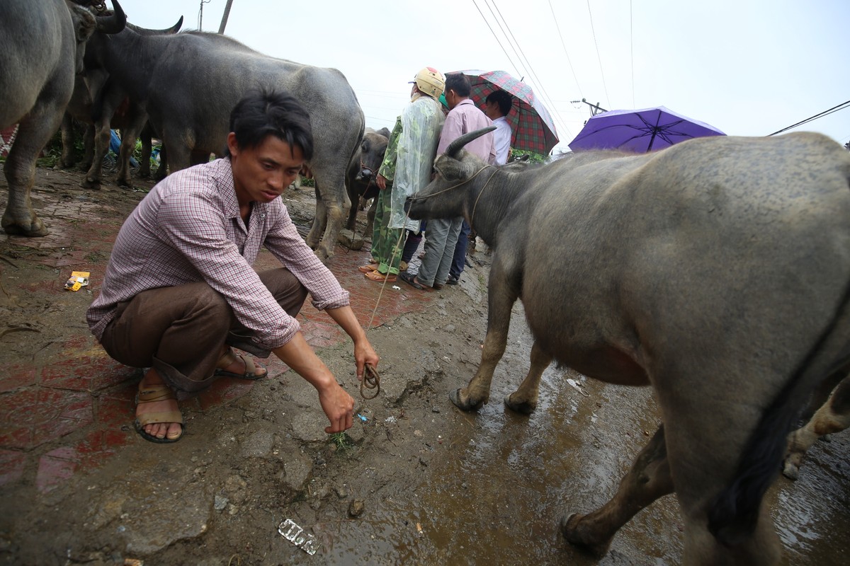 Trải nghiệm “sàn giao dịch” trâu lớn nhất Bắc Hà  ảnh 10