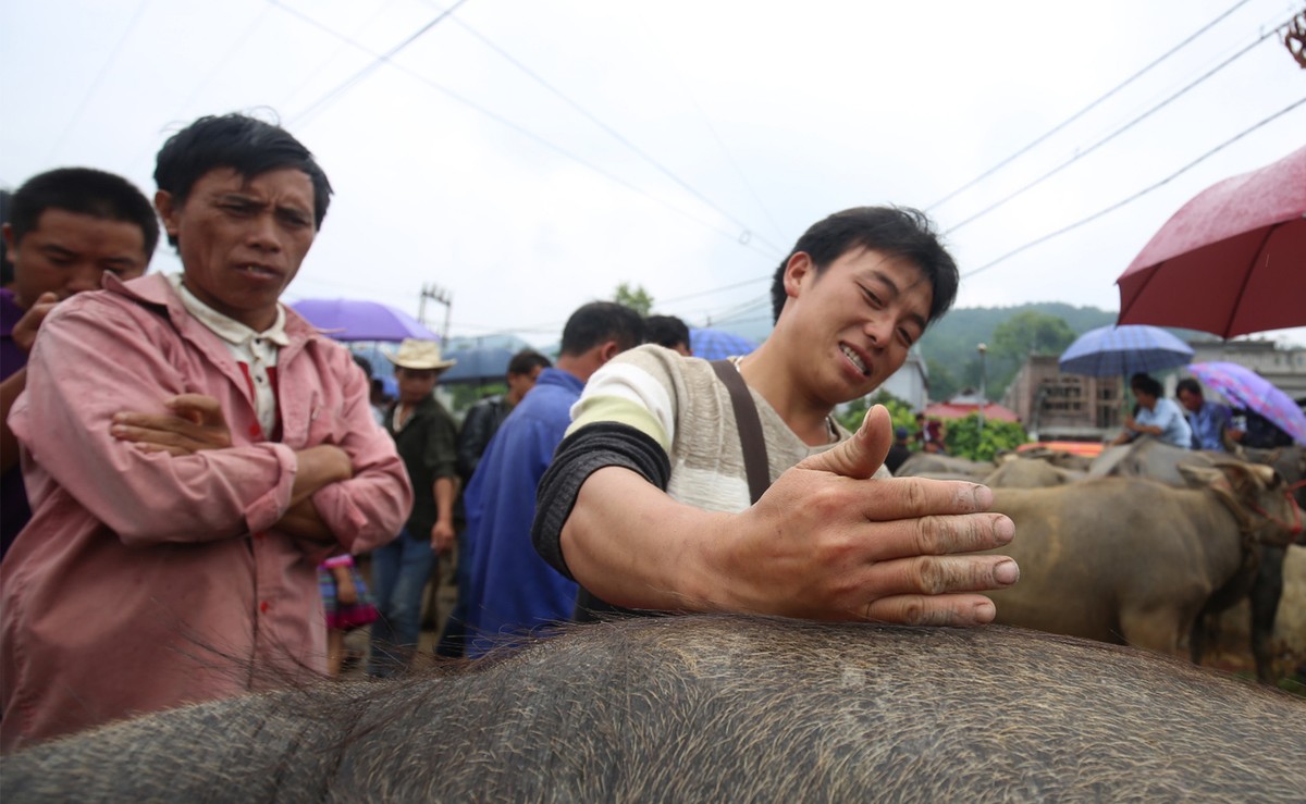 Trải nghiệm “sàn giao dịch” trâu lớn nhất Bắc Hà  ảnh 6