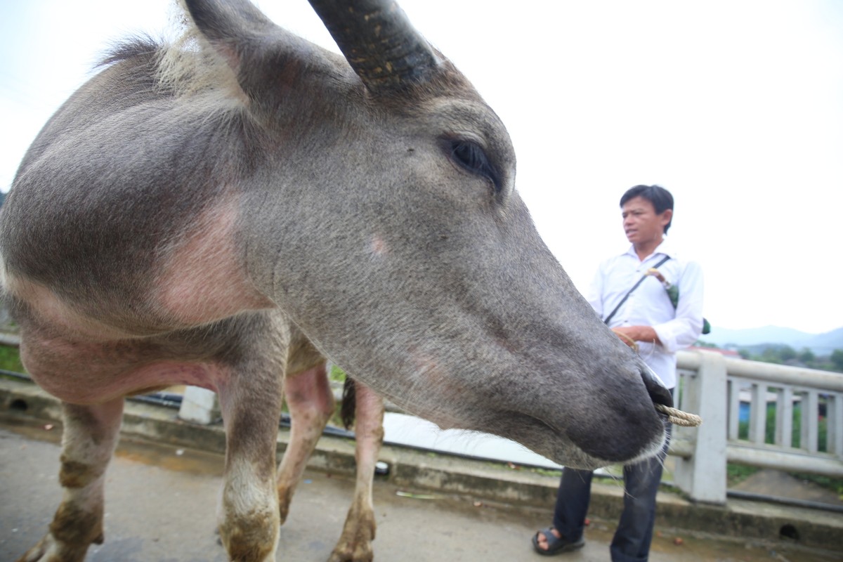 Trải nghiệm “sàn giao dịch” trâu lớn nhất Bắc Hà  ảnh 4