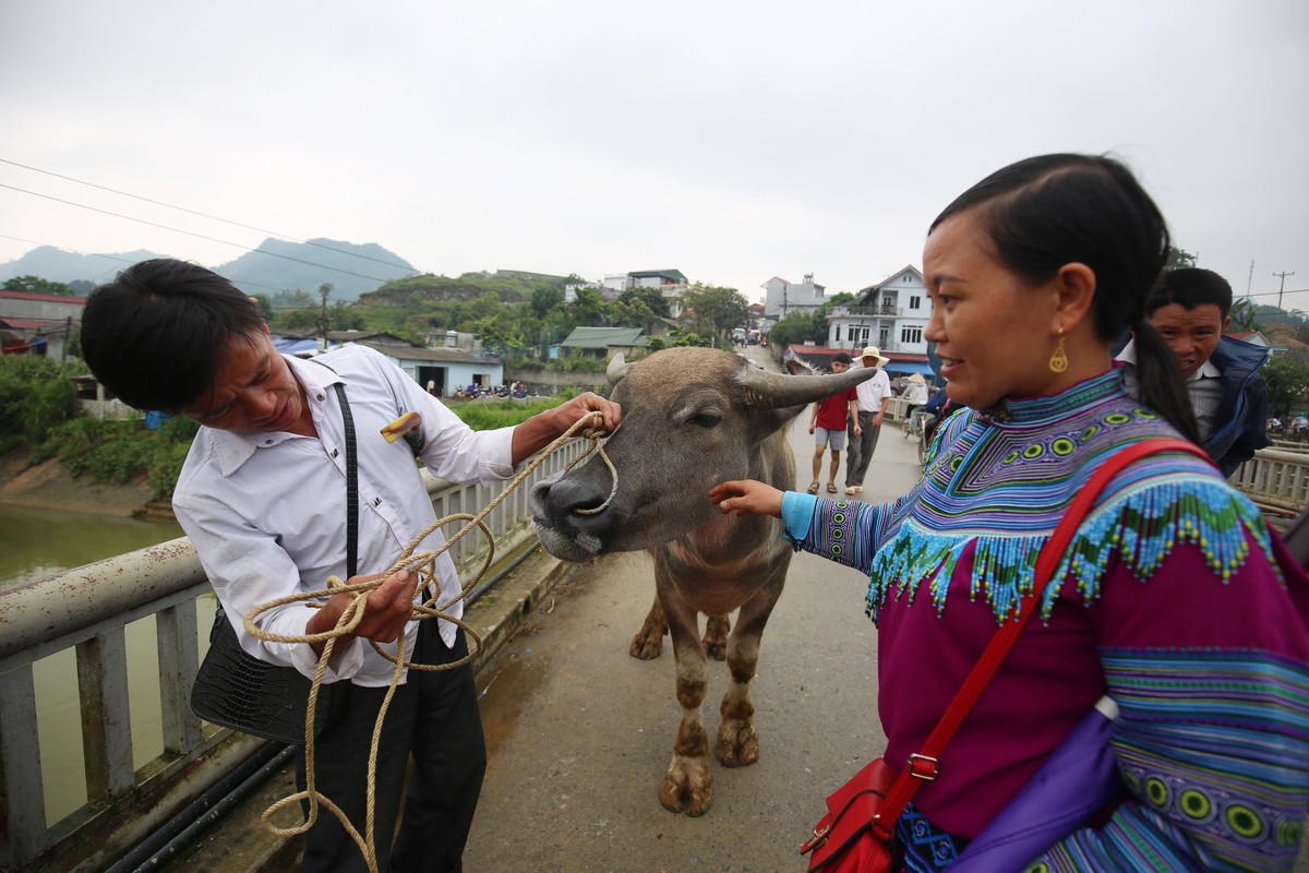 Trải nghiệm “sàn giao dịch” trâu lớn nhất Bắc Hà  ảnh 7