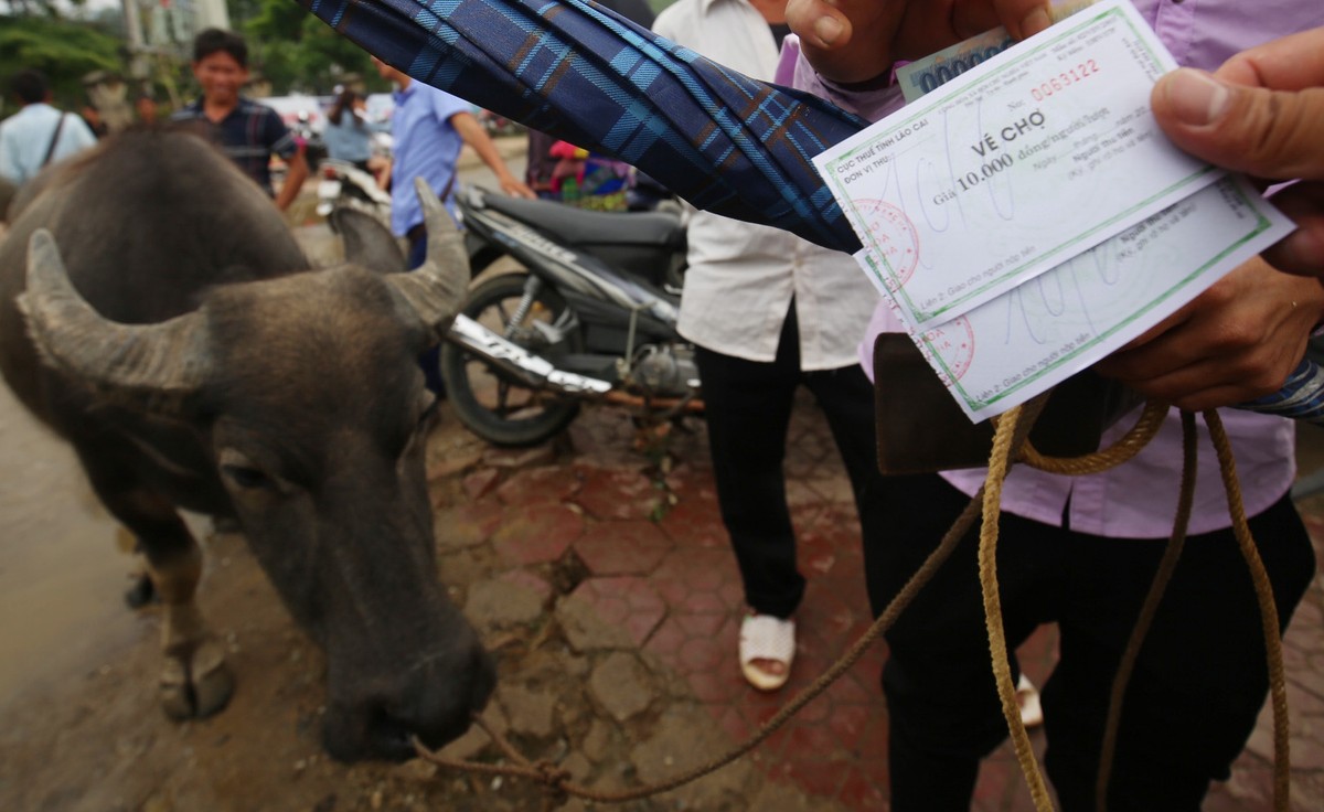 Trải nghiệm “sàn giao dịch” trâu lớn nhất Bắc Hà  ảnh 3