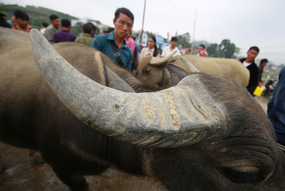 Trải nghiệm “sàn giao dịch” trâu lớn nhất Bắc Hà  ảnh 5