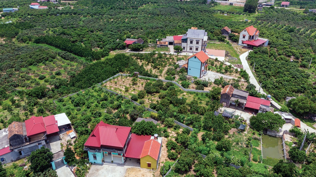 Lần đầu tiên, 600 tấn vải thiều Bắc Giang xuất khẩu thành công sang Nhật Bản  ảnh 13