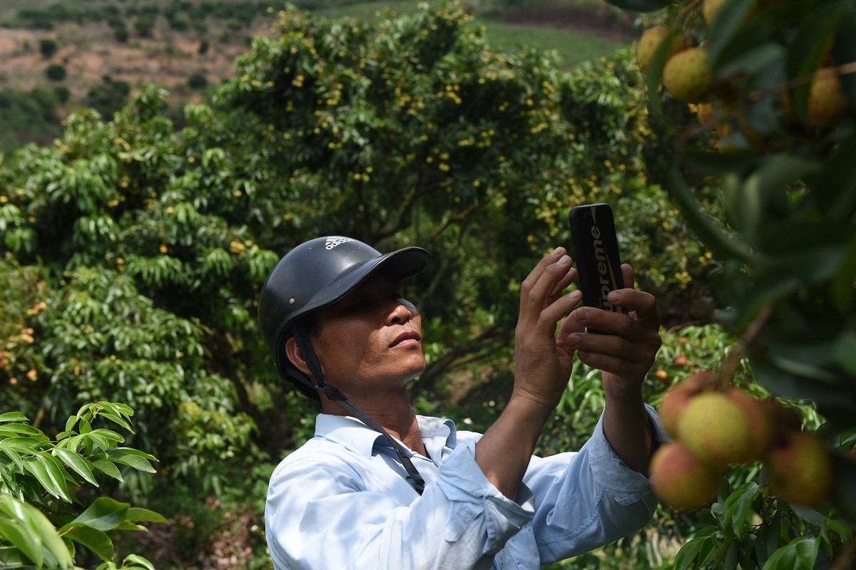 Lần đầu tiên, 600 tấn vải thiều Bắc Giang xuất khẩu thành công sang Nhật Bản  ảnh 8