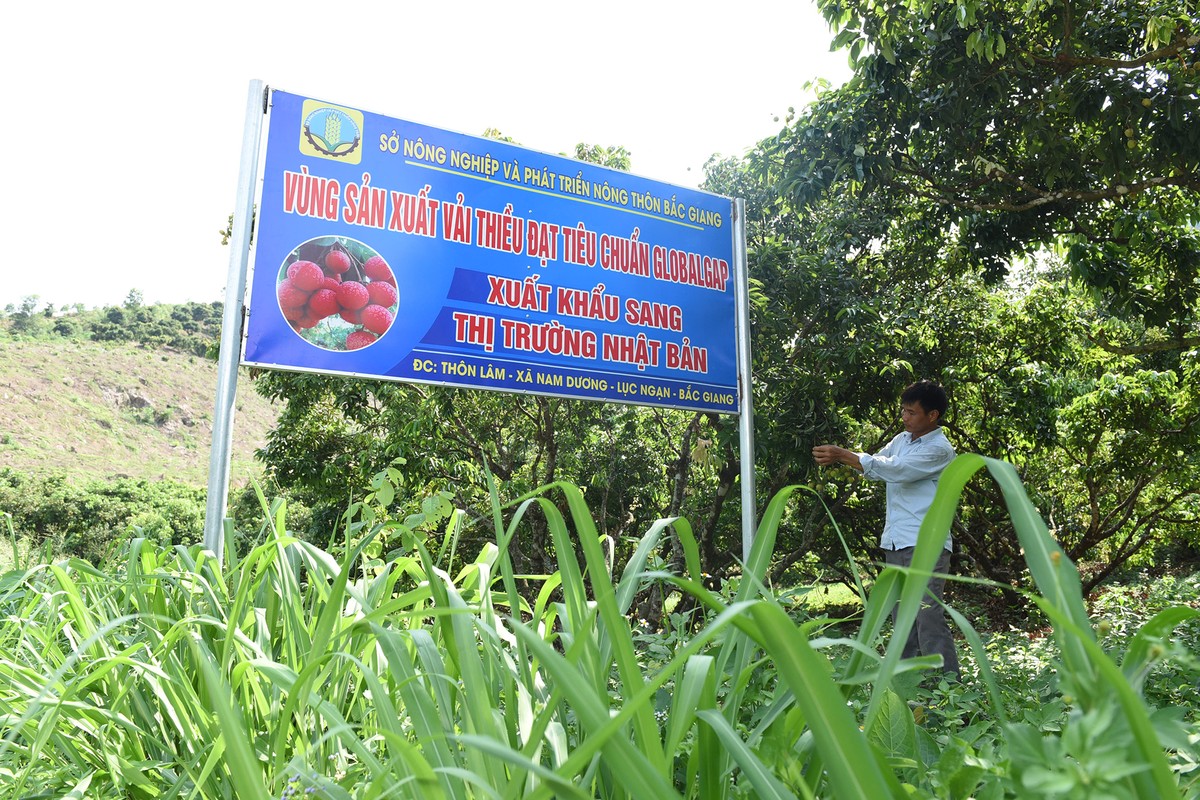 Lần đầu tiên, 600 tấn vải thiều Bắc Giang xuất khẩu thành công sang Nhật Bản  ảnh 6