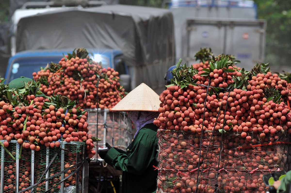 Lần đầu tiên, 600 tấn vải thiều Bắc Giang xuất khẩu thành công sang Nhật Bản  ảnh 5