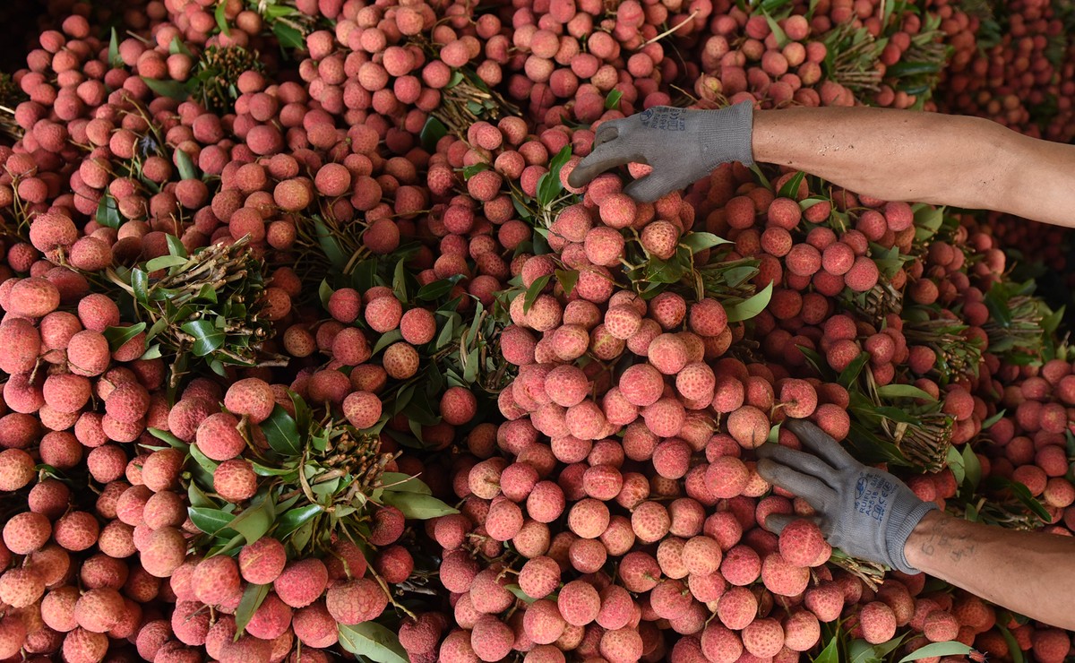 Lần đầu tiên, 600 tấn vải thiều Bắc Giang xuất khẩu thành công sang Nhật Bản  ảnh 4