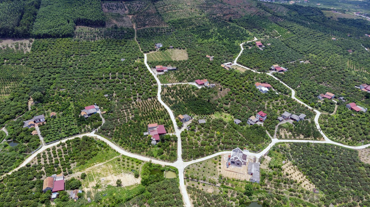 Lần đầu tiên, 600 tấn vải thiều Bắc Giang xuất khẩu thành công sang Nhật Bản  ảnh 7