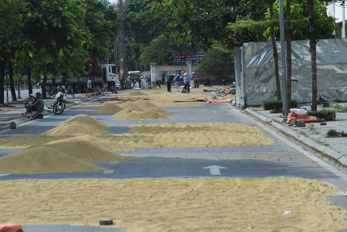 Cả đoạn đường dài hàng trăm mét được tận dụng làm sân phơi thóc.