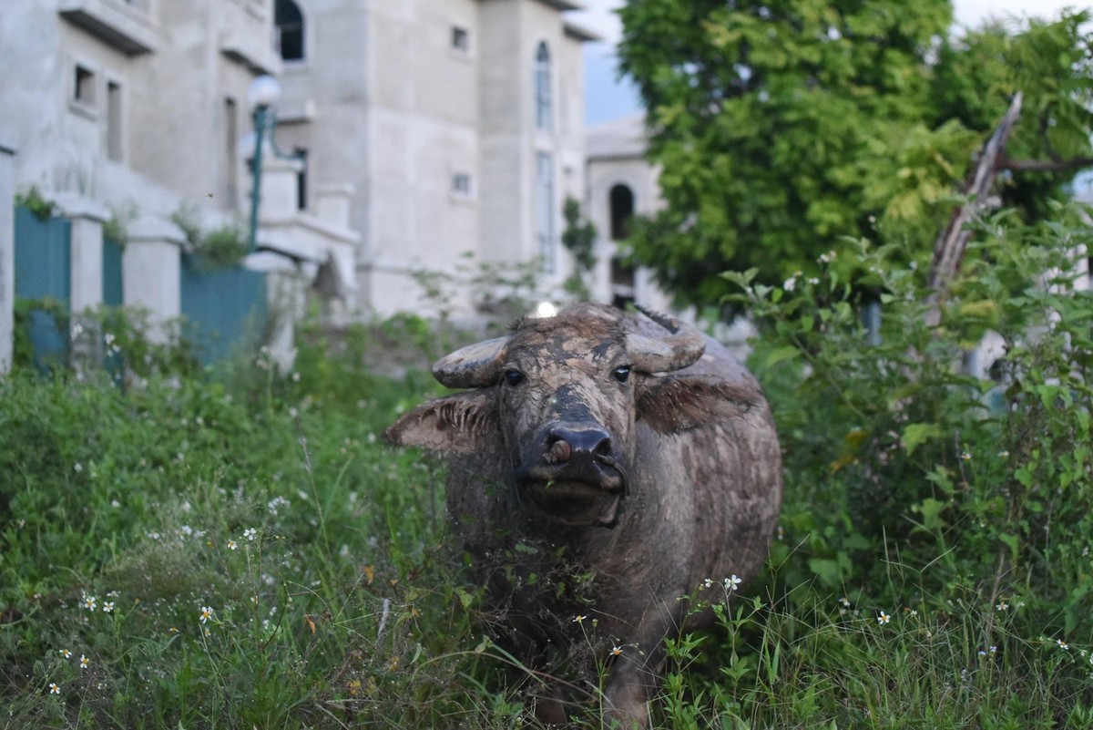 Ông Lai cho biết thêm: "Nhờ có khu đô thị bỏ hoang nên việc chăn nuôi trâu dễ dàng hơn, kinh tế gia đình cũng khấm khá".