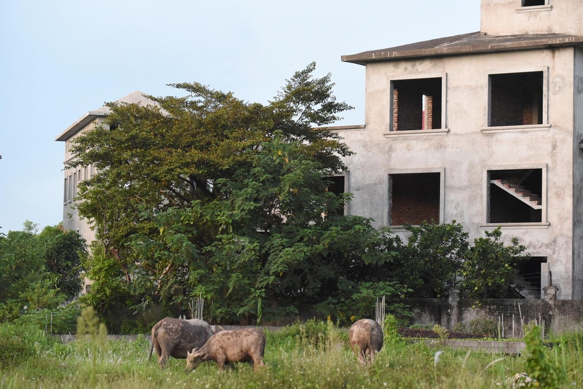 Đàn trâu của ông Lai có khoảng hơn 20 con. Các tòa biệt thự bỏ hoang trở thành không gian lý tưởng để chúng phát triển.