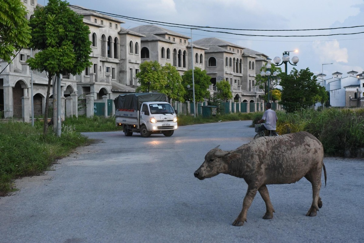 Có lúc chúng còn tràn ra đường khiến những chiếc xe hiếm hoi đi vào khu vực phải né tránh, đi đường khác.