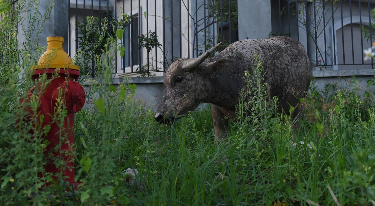 Những chú trâu thoải mái gặm cỏ trên vỉa hè cạnh trụ cứu hỏa và hàng rào của các ngôi biệt thự triệu USD.