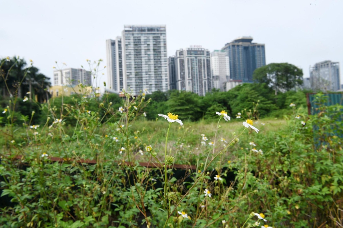 Cây cỏ mọc kín lối trong khu đất vừa được chuyển đổi. Hàng rào tôn quây khu đất nhiều đoạn đã bị đổ sập.