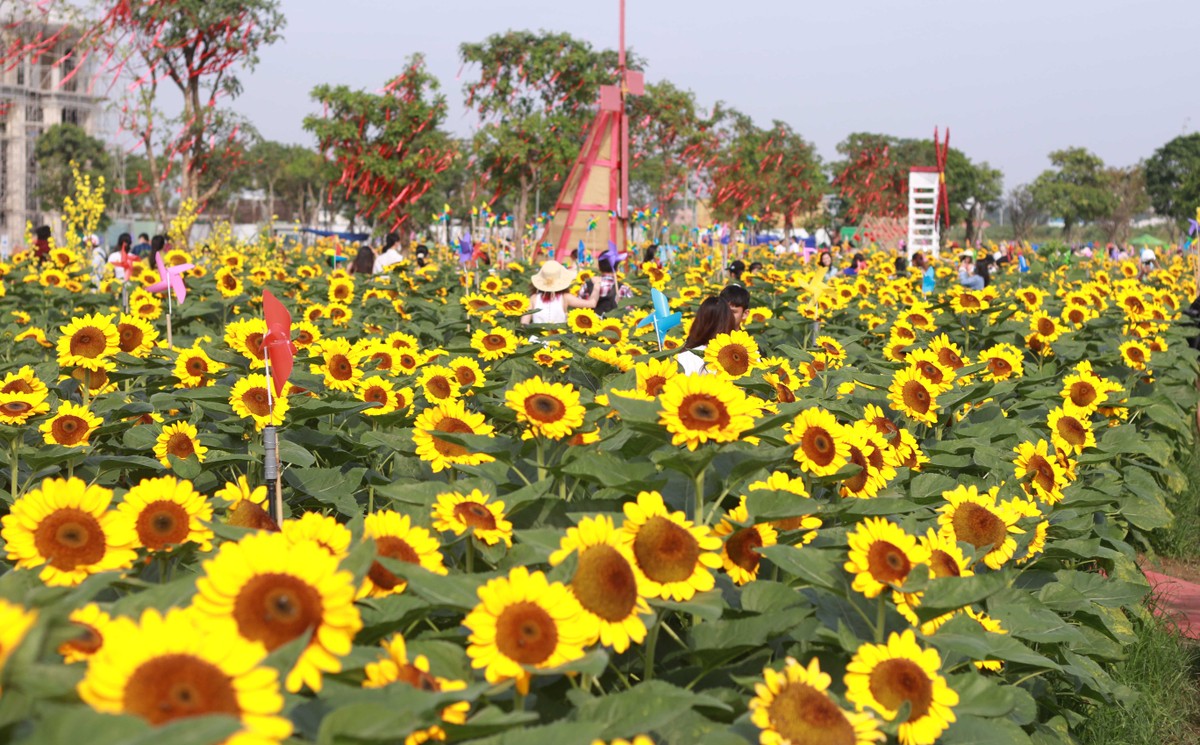 Vườn hoa hướng dương đang vào độ nở đẹp nhất.