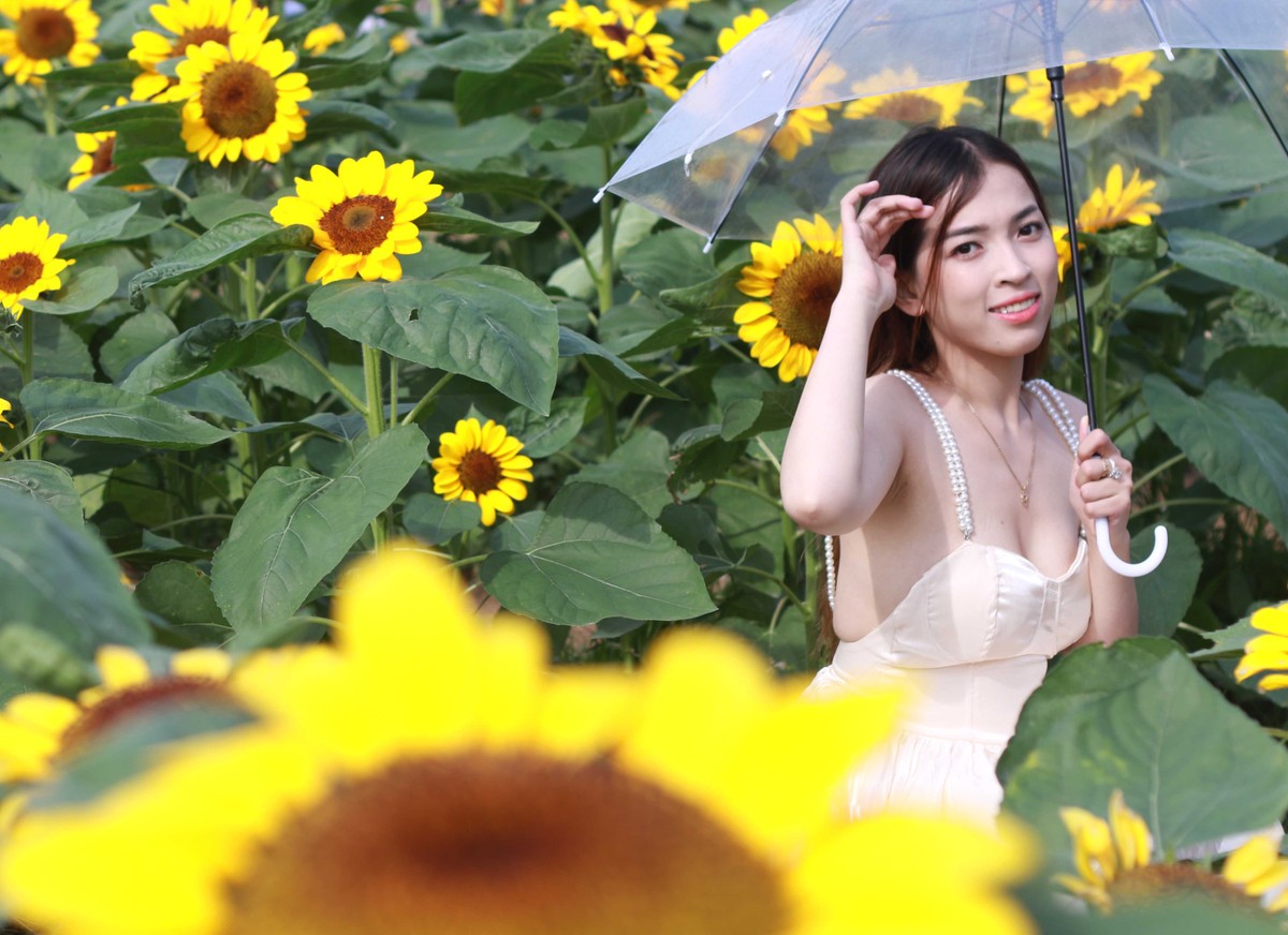 Các bạn trẻ đến từ các quận của TP.HCM đến chụp hình kỷ niệm với hoa hướng dương.