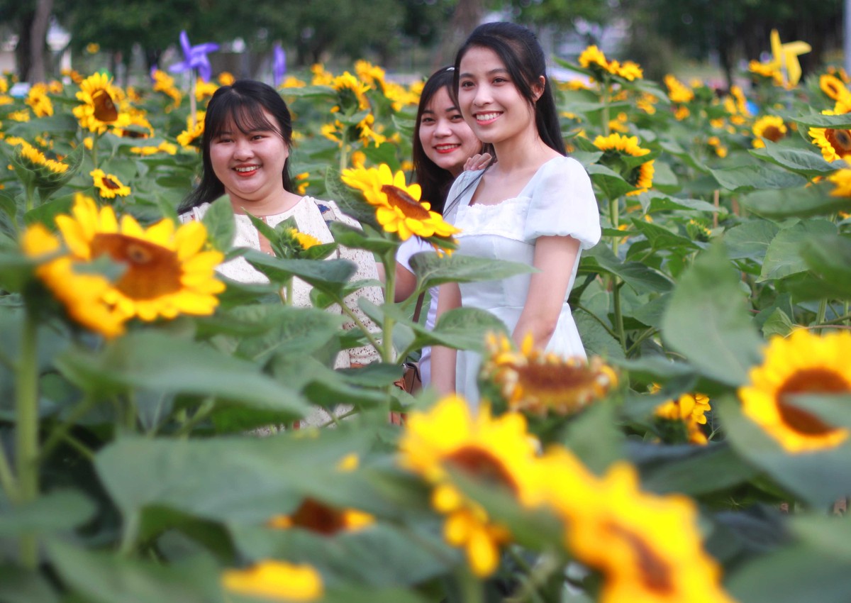 Nhóm bạn trẻ ở thành phố Thủ Đức khá ngỡ ngàng trước vẻ đẹp của hoa hướng dương.